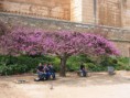 /album/mandaps/sample-picture10-jpg1/